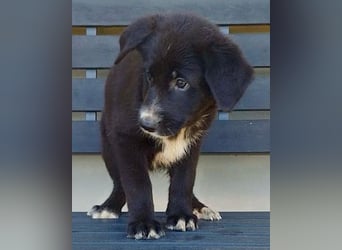 Taya ❤️ frohes, neugieriges Welpenmädl