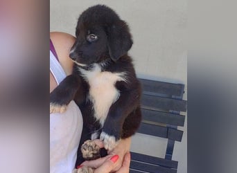 Schäfi-Mix-Welpin ♥Eliana♥ sucht Liebe