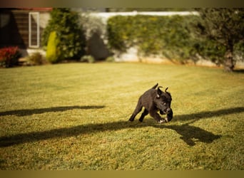 Taya ❤️ frohes, neugieriges Welpenmädl