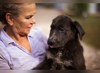 Schäfi-Mix-Bub ♥ Jasper ♥ aktiv, lustig, lieb