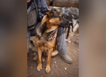 Schäfi-Mix♥Kubi♥ ein freundlicher kluger lieber Fell-Geselle