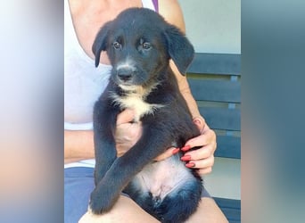 Taya ❤️ frohes, neugieriges Welpenmädl