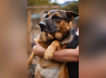 Schäfi-Mix♥Kubi♥ ein freundlicher kluger lieber Fell-Geselle