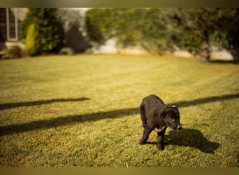 Taya ❤️ frohes, neugieriges Welpenmädl