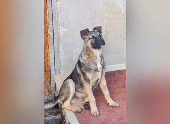 Schäfi-Mix ♥ Charly ♥ neugieriger, lieber, aktiver Katzenfreund