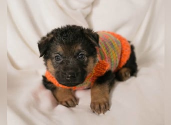 Bueno ❤️ zuckersüßer, junger Schäfi-Mix