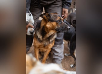 Schäfi-Mix♥Kubi♥ ein freundlicher kluger lieber Fell-Geselle