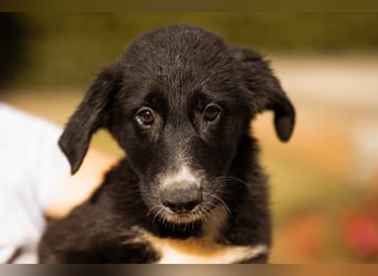 Schäfi-Mix-Welpin ♥Eliana♥ sucht Liebe