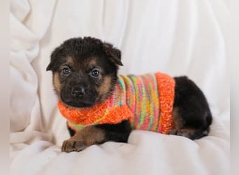 Bueno ❤️ zuckersüßer, junger Schäfi-Mix