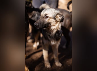 Schäfi-Mix Rüde Max ❤️ verspielt, verschmust + aktiv