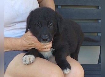 Schmusebub ♥Cosmo♥ charmanter Schäfi-Mix-Hundejunge