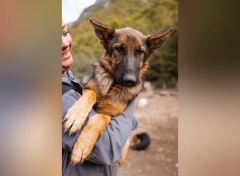 ♥ Nora ♥ Schäfi-Mix-Junghündin; ruhig, lieb und sehr sozial