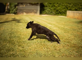 Taya ❤️ frohes, neugieriges Welpenmädl