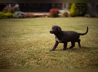 Schäfi-Mix-Bub ♥ Jasper ♥ aktiv, lustig, lieb