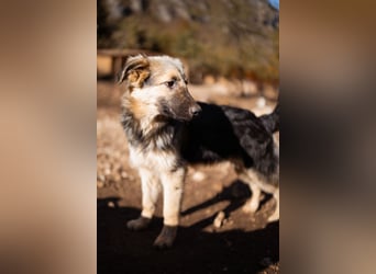 Schäfi-Mix Rüde Max ❤️ verspielt, verschmust + aktiv