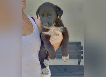 Tommy ❤️ fröhlich, sozial & verspielt!