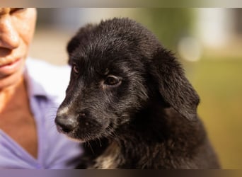 Süße Welpin ♥Sienna♥ Schäfi-Mix-Schnute