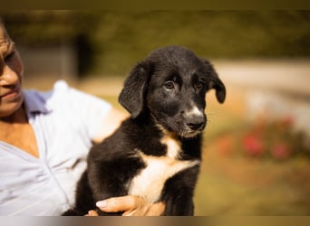 Schäfi-Mix-Welpin ♥Eliana♥ sucht Liebe