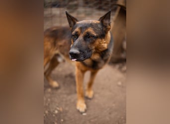 Schäfi-Mix♥Kubi♥ ein freundlicher kluger lieber Fell-Geselle