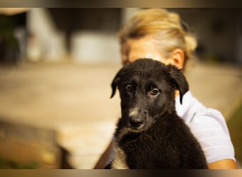 Taya ❤️ frohes, neugieriges Welpenmädl