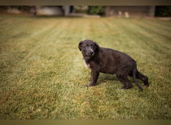 Schäfi-Mix-Bub ♥ Jasper ♥ aktiv, lustig, lieb
