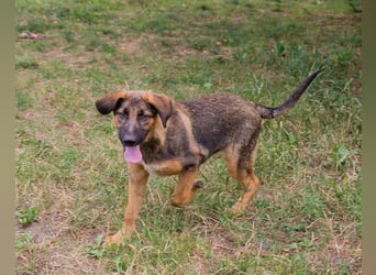 Schäfi-Mix GAUNER❤️tapsiger, verspielter Hundebub sucht seine Familie