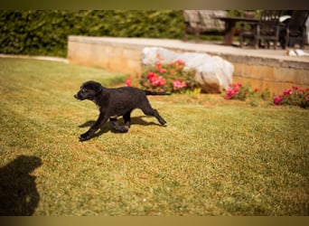 Schäfi-Mix-Welpin ♥Eliana♥ sucht Liebe