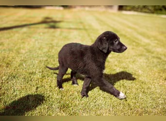 Schmusebub ♥Cosmo♥ charmanter Schäfi-Mix-Hundejunge