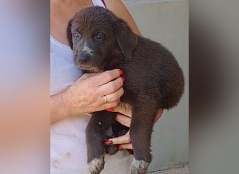 Schäfi-Mix-Bub ♥ Jasper ♥ aktiv, lustig, lieb