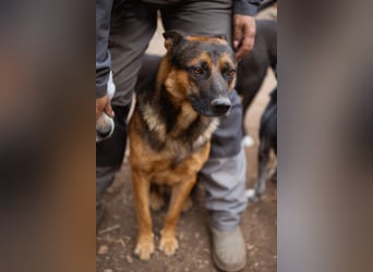 Schäfi-Mix♥Kubi♥ ein freundlicher kluger lieber Fell-Geselle