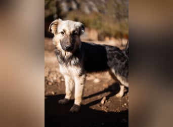 Schäfi-Mix Rüde Max ❤️ verspielt, verschmust + aktiv