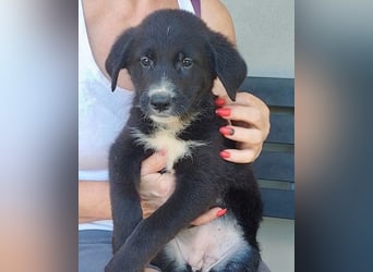 Taya ❤️ frohes, neugieriges Welpenmädl