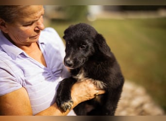 Süße junge ♥Sienna♥ Schäfi-Mix-Schnute