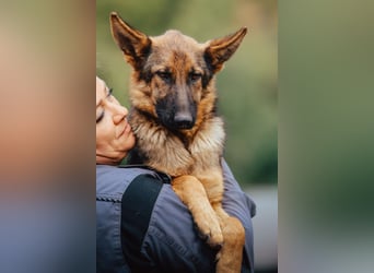 ♥ Nora ♥ Schäfi-Mix-Junghündin; ruhig, lieb und sehr sozial