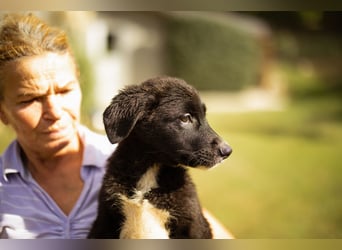 Taya ❤️ frohes, neugieriges Welpenmädl