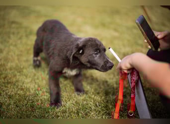 Schäfi-Mix-Bub ♥ Jasper ♥ aktiv, lustig, lieb