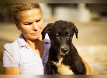 Taya ❤️ frohes, neugieriges Welpenmädl