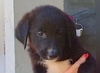 Süße Welpin ♥Sienna♥ Schäfi-Mix-Schnute