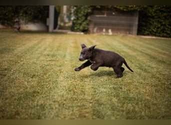 Schäfi-Mix-Bub ♥ Jasper ♥ aktiv, lustig, lieb