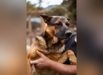 Schäfi-Mix♥Kubi♥ ein freundlicher kluger lieber Fell-Geselle