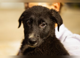 Taya ❤️ frohes, neugieriges Welpenmädl