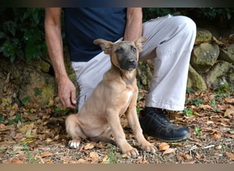 Betula - Ein bisschen Hundekinderelternwahnsinn?