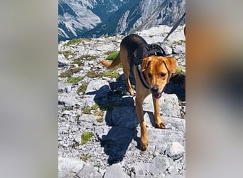 Leone -NOTFALL - (Dringend PS oder Zuhause gesucht) Wie oft kann er noch von vorne anfangen?