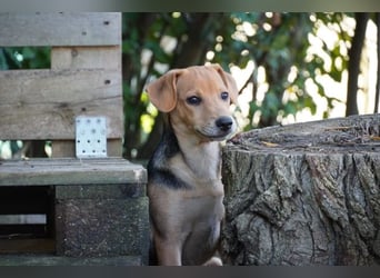 Leone -NOTFALL - (Dringend PS oder Zuhause gesucht) Wie oft kann er noch von vorne anfangen?