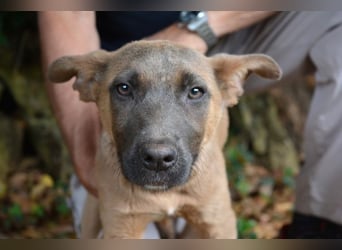 Betula - Ein bisschen Hundekinderelternwahnsinn?