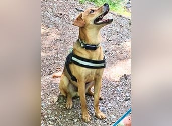 Leone -NOTFALL - (Dringend PS oder Zuhause gesucht) Wie oft kann er noch von vorne anfangen?