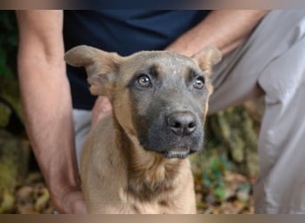 Betula - Ein bisschen Hundekinderelternwahnsinn?