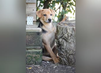 Leone -NOTFALL - (Dringend PS oder Zuhause gesucht) Wie oft kann er noch von vorne anfangen?