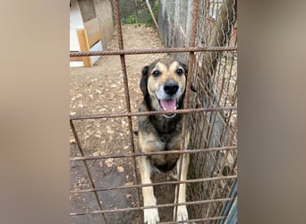 Rocky - er stellt sich vor