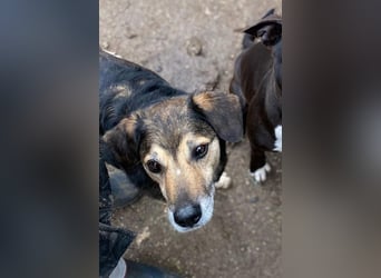 Rocky - Kein typischer Tierschutz-Hund